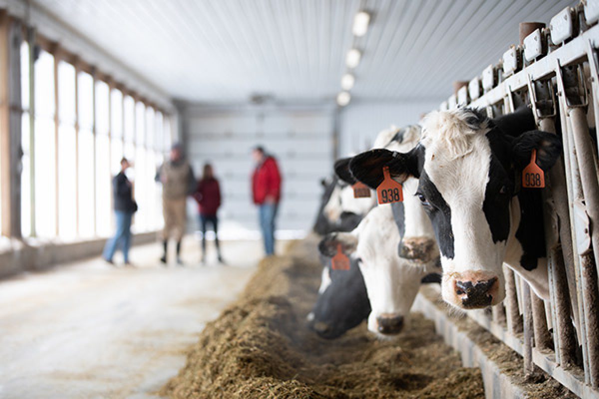 Dairy-cows-in-headlocks